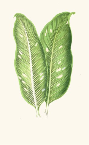 Dieffenbachia Baraquiniana by Edward Joseph Lowe Oil Painting