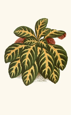 Eranthemum Igneum Oil painting by Edward Joseph Lowe