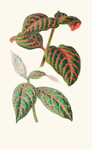 Eranthemum Sanguinolentum by Edward Joseph Lowe Oil Painting