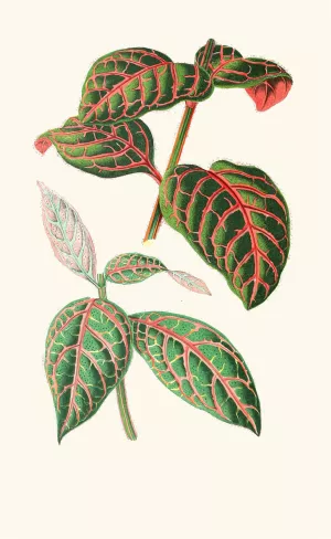 Eranthemum Sanguinolentum by Edward Joseph Lowe Oil Painting