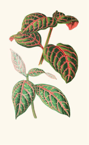 Eranthemum Sanguinolentum  by Edward Joseph Lowe - Hand-Painted Oil Painting Reproduction