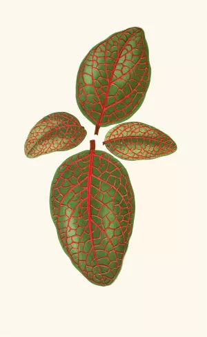 Gymnostachyum Verschaffeltti Oil painting by Edward Joseph Lowe