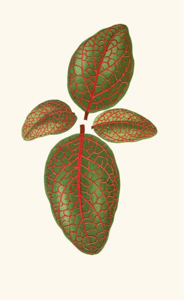 Gymnostachyum  Verschaffeltti  by Edward Joseph Lowe - Hand-Painted Oil Painting Reproduction