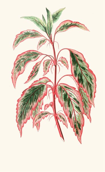 Hibiscus Cooperi  by Edward Joseph Lowe - Hand-Painted Oil Painting Reproduction