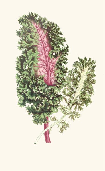 Main Product Photo of Lesplantesfeuill02lowe  Painting by Edward Joseph Lowe