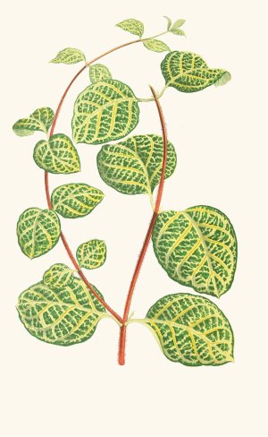 Lonicera Brachypoda Oil painting by Edward Joseph Lowe