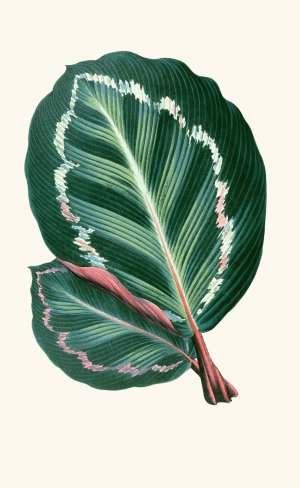 Maranta Illustris Oil painting by Edward Joseph Lowe