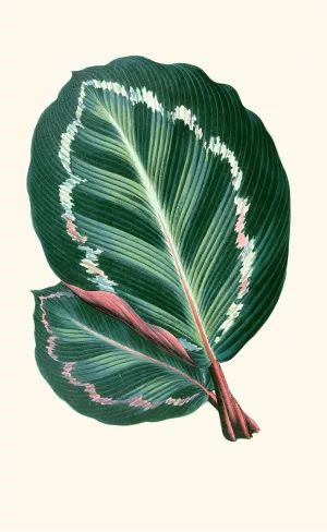 Maranta Illustris by Edward Joseph Lowe Oil Painting