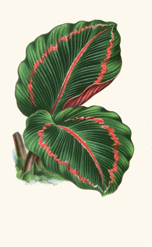 Maranta Roseo-Picta Oil painting by Edward Joseph Lowe