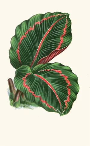 Maranta Roseo-Picta by Edward Joseph Lowe Oil Painting