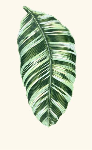 Musa Vittata by Edward Joseph Lowe Oil Painting