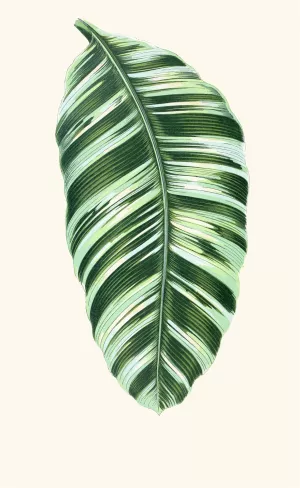 Musa Vittata by Edward Joseph Lowe Oil Painting