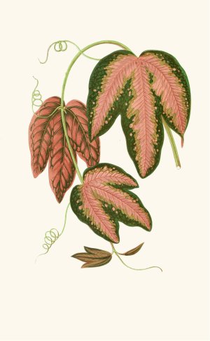 Passiflora Trifasciata by Edward Joseph Lowe Oil Painting