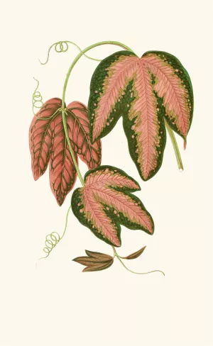 Passiflora Trifasciata by Edward Joseph Lowe Oil Painting