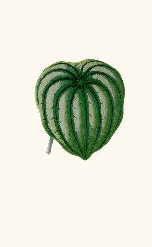 Peperomia Argyrea by Edward Joseph Lowe Oil Painting