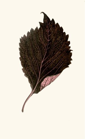Perilla Nankinensis Oil painting by Edward Joseph Lowe