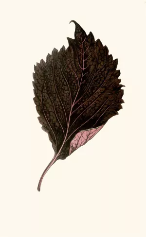 Perilla Nankinensis by Edward Joseph Lowe Oil Painting