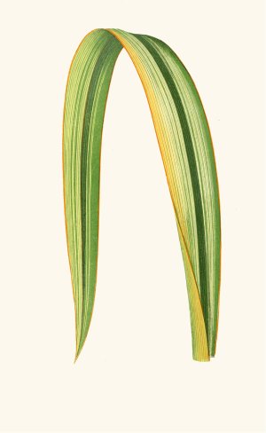 Phormium Tenax by Edward Joseph Lowe Oil Painting