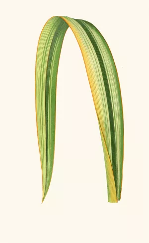 Phormium Tenax Oil painting by Edward Joseph Lowe