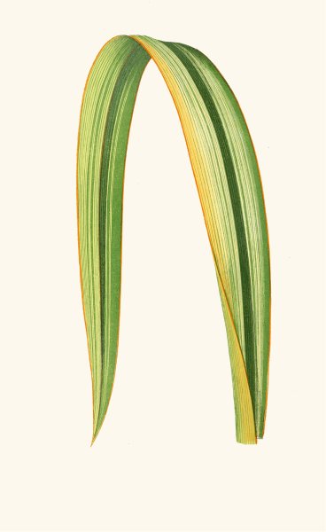 Phormium Tenax  by Edward Joseph Lowe - Hand-Painted Oil Painting Reproduction