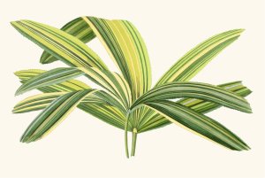 Rhapis Flabelliformis by Edward Joseph Lowe Oil Painting