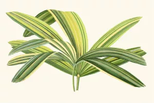 Rhapis Flabelliformis by Edward Joseph Lowe Oil Painting