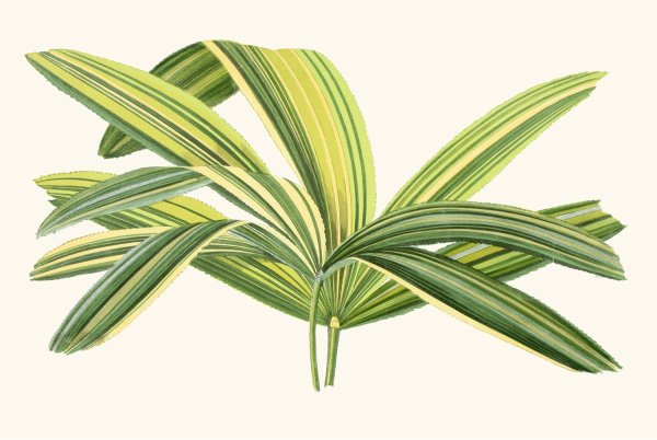 Rhapis Flabelliformis  by Edward Joseph Lowe - Hand-Painted Oil Painting Reproduction
