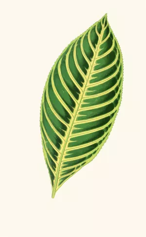 Sanchezia Nobilis by Edward Joseph Lowe Oil Painting