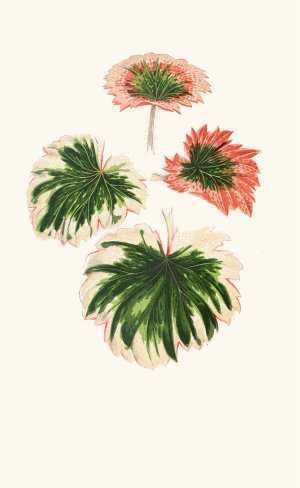 Saxifraga Fortunei by Edward Joseph Lowe Oil Painting