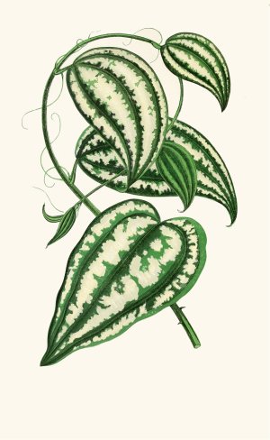 Smilax Macrophylla by Edward Joseph Lowe Oil Painting