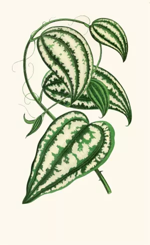 Smilax Macrophylla by Edward Joseph Lowe Oil Painting