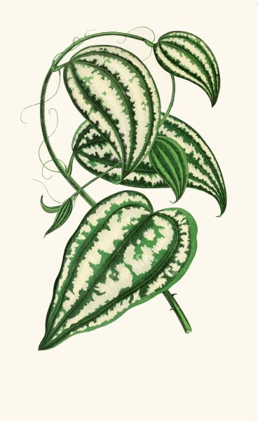 Smilax Macrophylla  by Edward Joseph Lowe - Hand-Painted Oil Painting Reproduction