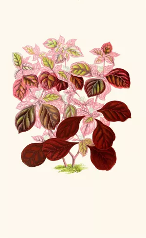 Telanthera Ficoidea by Edward Joseph Lowe Oil Painting