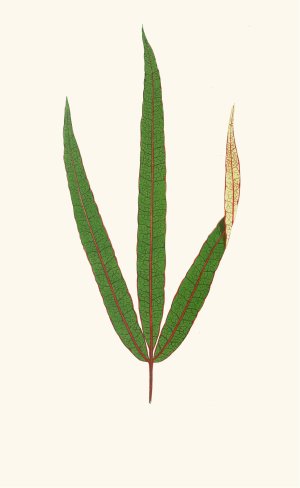 Terminalia Elegans by Edward Joseph Lowe Oil Painting
