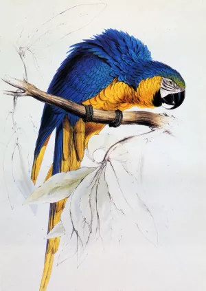 Blue And Yellow Macaw by Edward Lear - Oil Painting Reproduction