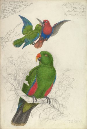 Eclectus Roratus Polychloros Oil painting by Edward Lear