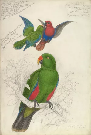 Eclectus Roratus Polychloros by Edward Lear Oil Painting