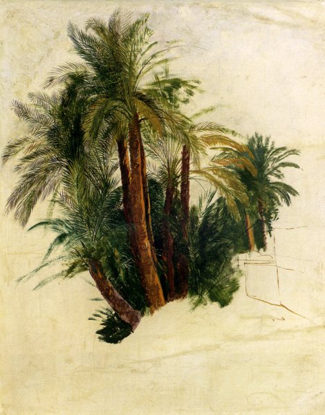 Study of Palm Trees