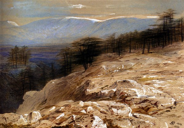 Main Product Photo of The Cedars of Lebanon Painting by Edward Lear