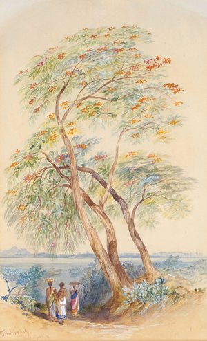 Tree Study, Trichinopoly, India by Edward Lear Oil Painting