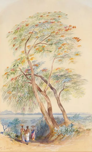 Tree Study, Trichinopoly, India by Edward Lear Oil Painting