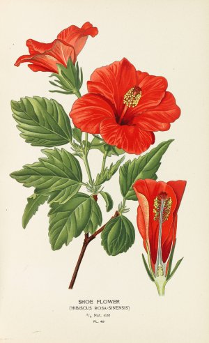 Shoe Flower by Edward Step Oil Painting