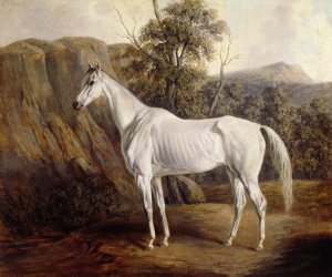 Bolivia by Edward Troye Oil Painting