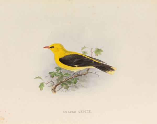 Golden Creole  by Edwin Carton Booth - Hand-Painted Oil Painting Reproduction