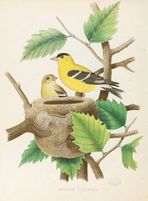 American Goldfinch by Edwin L. Sheppard Oil Painting