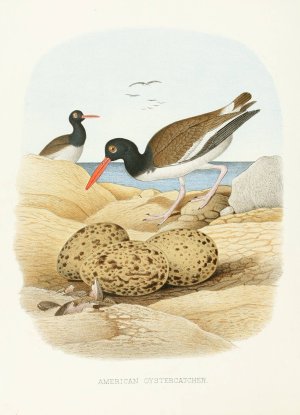 American Oystercatcher by Edwin L. Sheppard Oil Painting