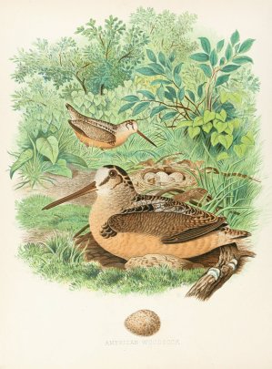 American Woodcock by Edwin L. Sheppard Oil Painting
