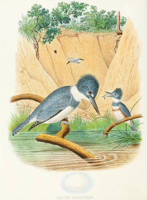 Belted Kingfisher by Edwin L. Sheppard Oil Painting
