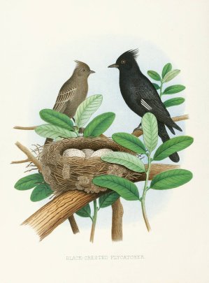 Black-Crested Flycatcher by Edwin L. Sheppard Oil Painting