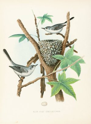 Blue-Gray Gnatcatcher by Edwin L. Sheppard Oil Painting